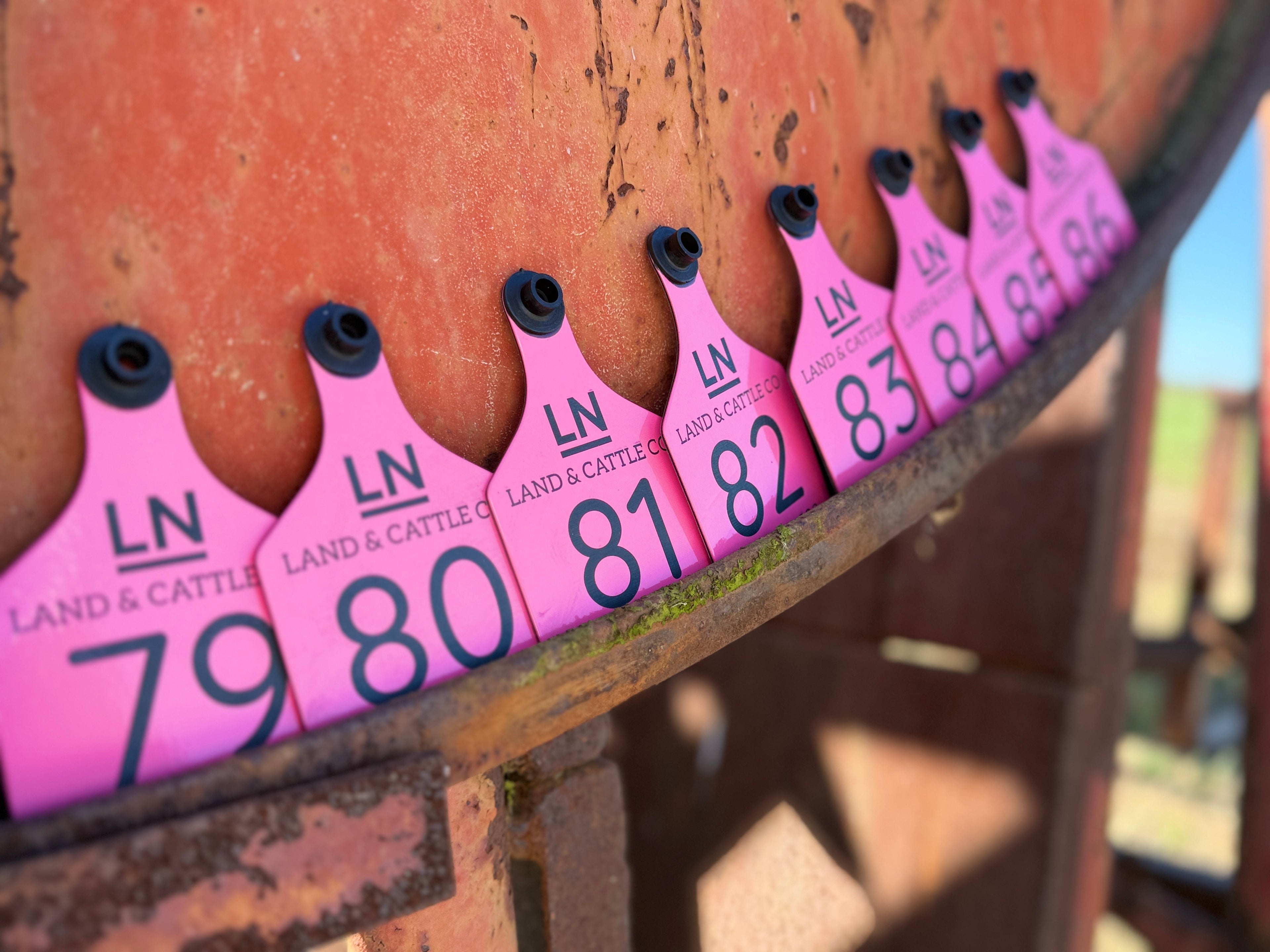 Cattle ID Ear Tag - Double Sided Engraving